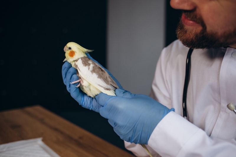 vet examining cockatiel bird