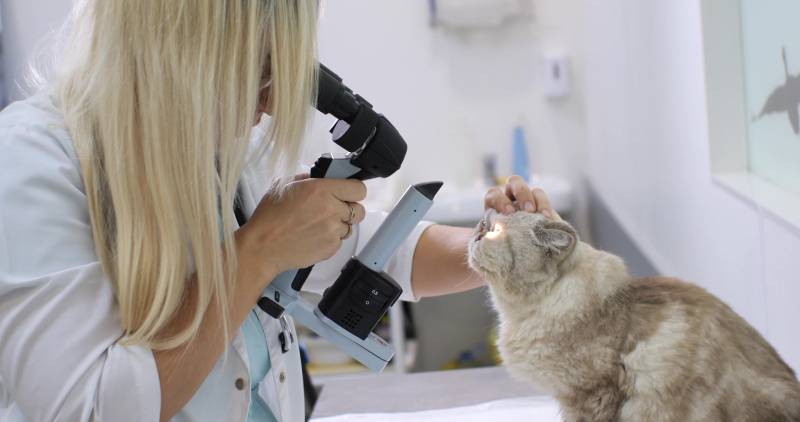 vet ophtahalmologist examining a cats eyes with a slit lamp