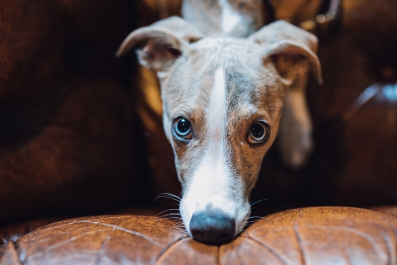 whippet dog doing puppy eyes