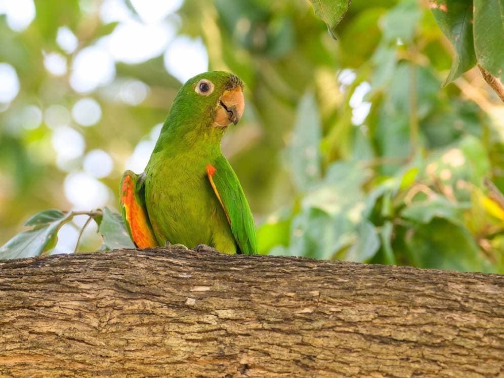 white eyed conure
