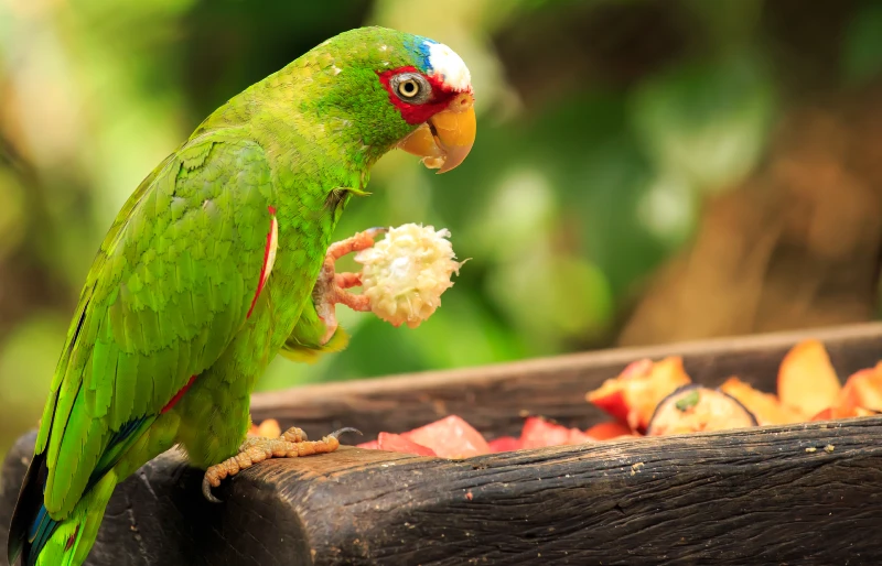 white fronted amazon parrot bird in mexico