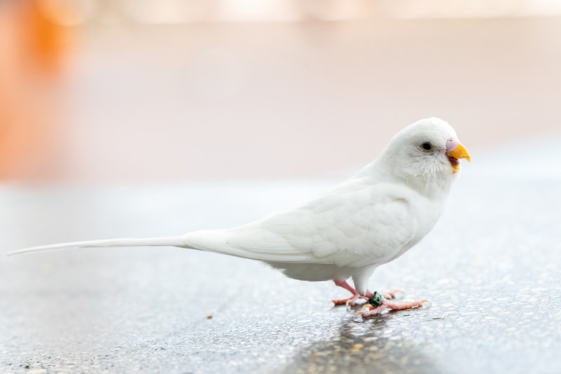 white parakeet bird standing on a concrete bench with its mouth open