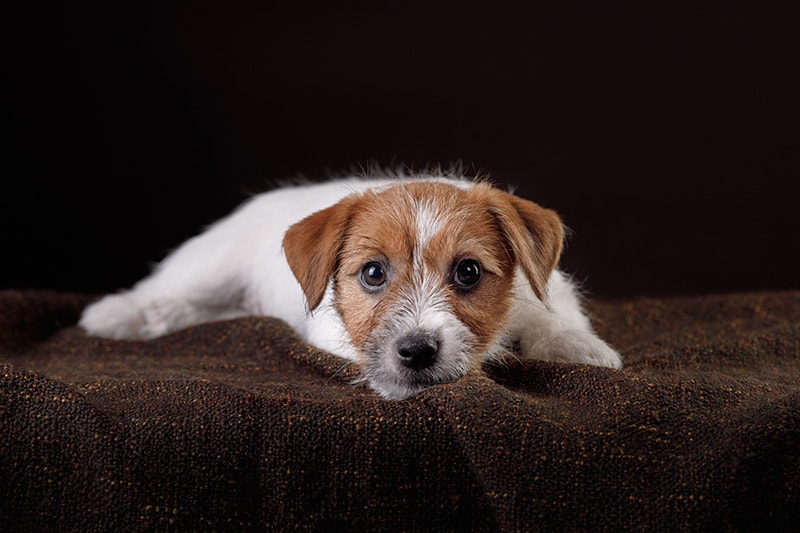 wire haired jack russell puppy