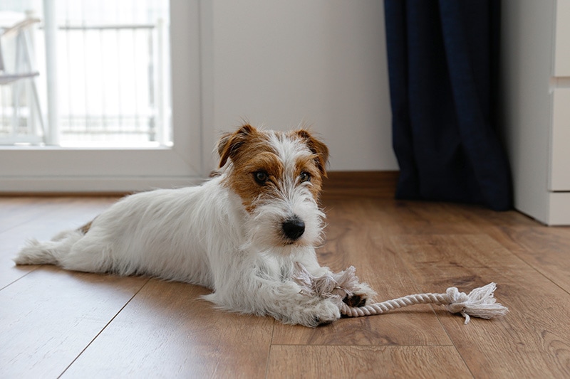 Wire Haired Jack Russell Terrier dog playing with its toy
