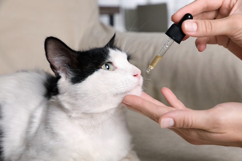 woman giving medicine to cat