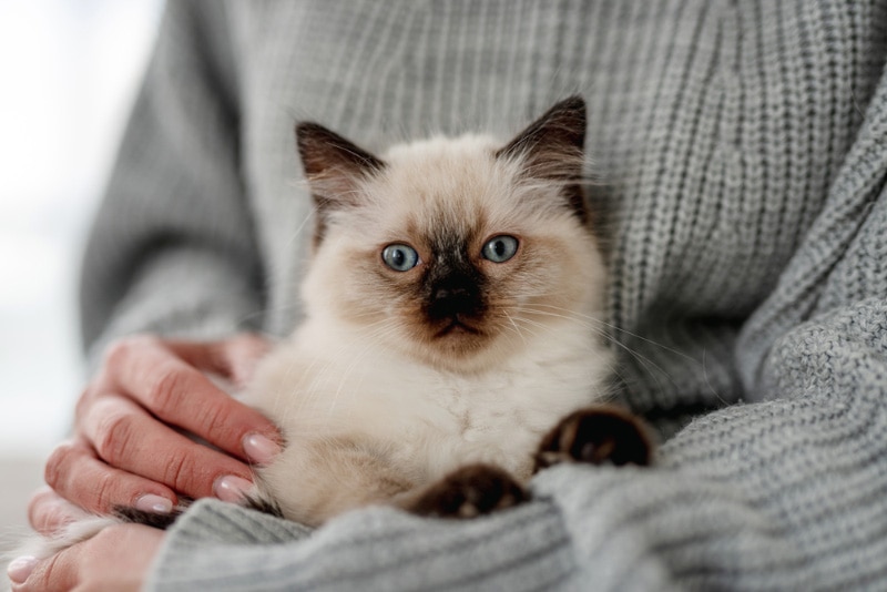 woman holding a kitten