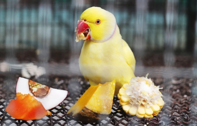 yellow female indian ringneck parrot eating various fruits