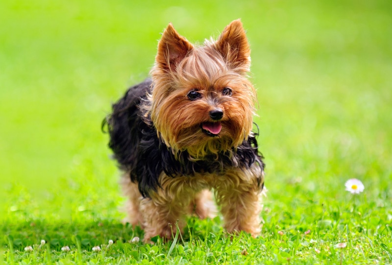 yorkshire terrier dog standing on grass