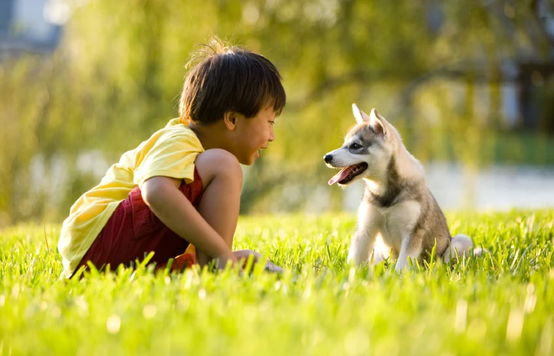 young boy playing with an alaskan klee kai puppy dog on the grass outdoors