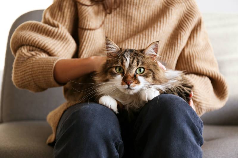 young woman petting purebred straight-eared long hair kitty on her lap