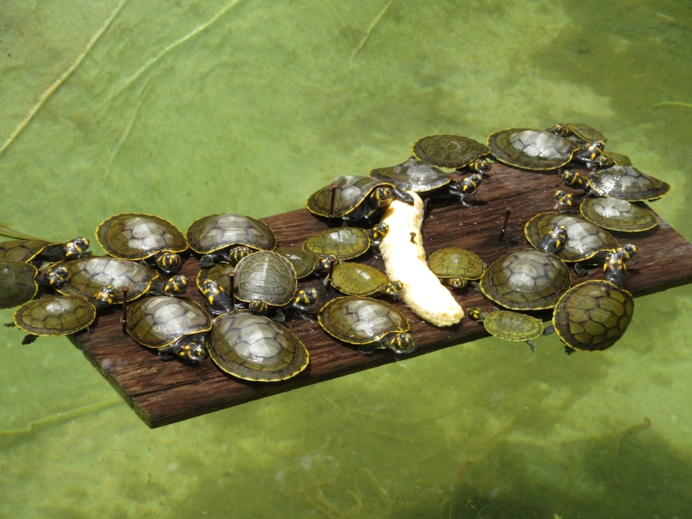 Baby turtles eating a banana in a pond