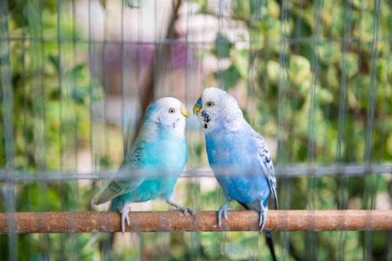 Two Blue wavy parrot birds couple together inside cage