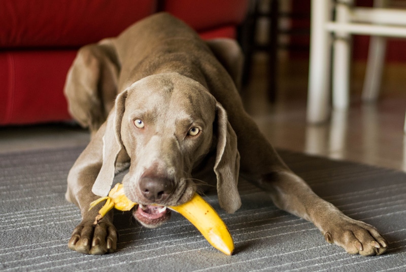 Brown dog eating a banana