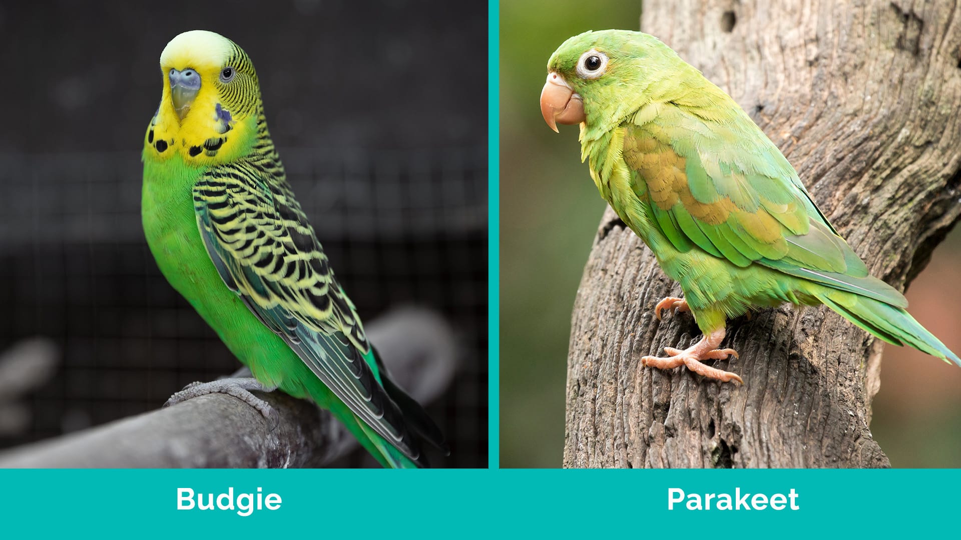 Budgie vs Parakeet side by side