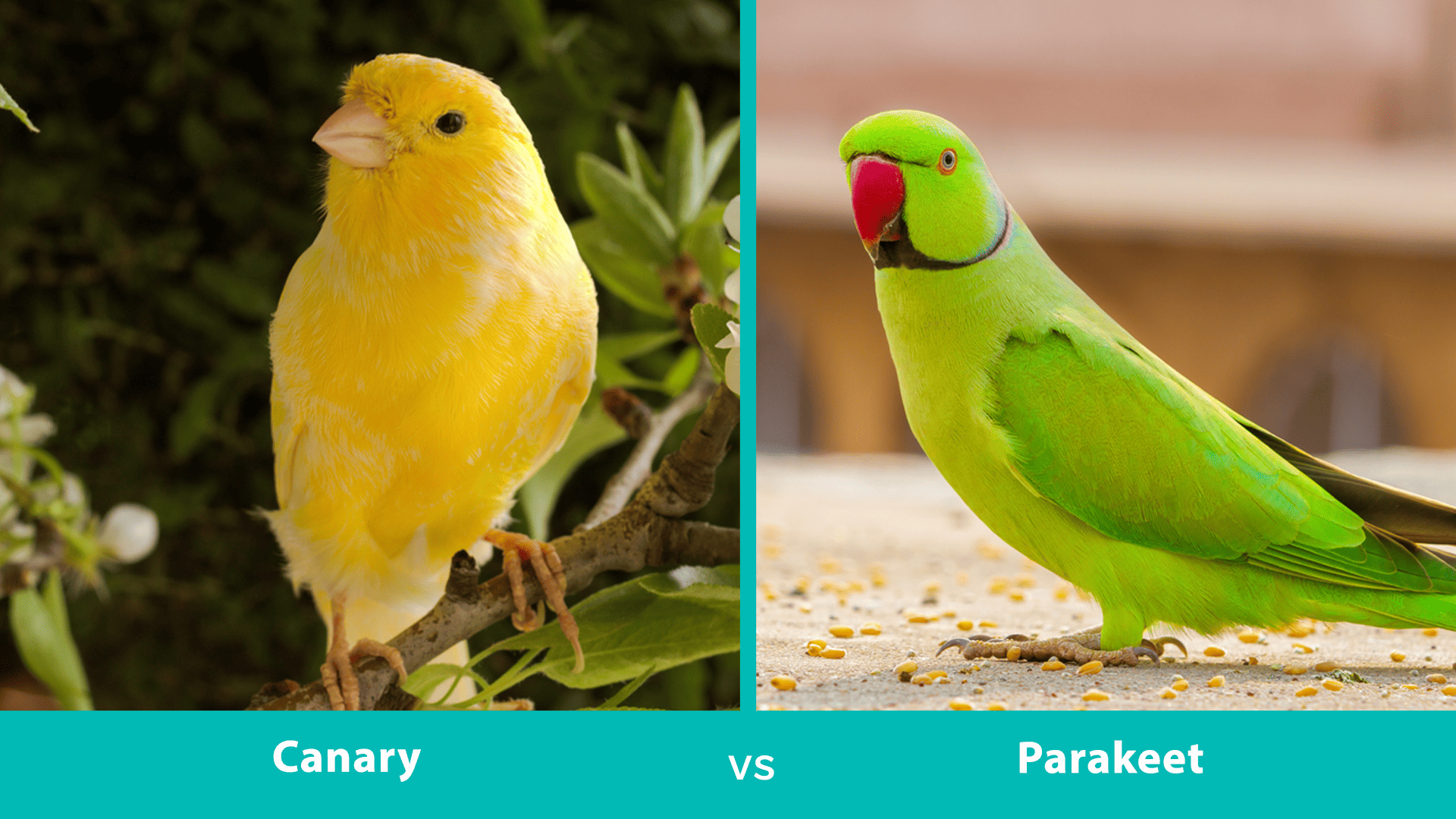 Canary Vs Parakeet Side By Side
