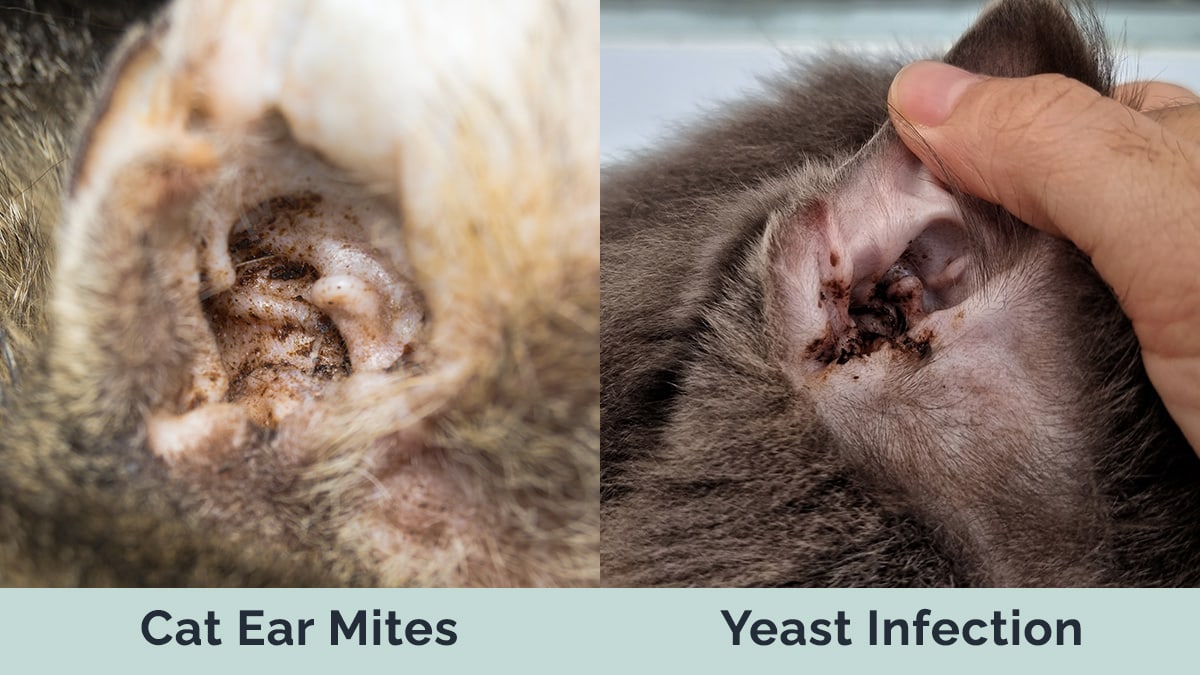 Cat Ear mites vs Yeast infection side by side