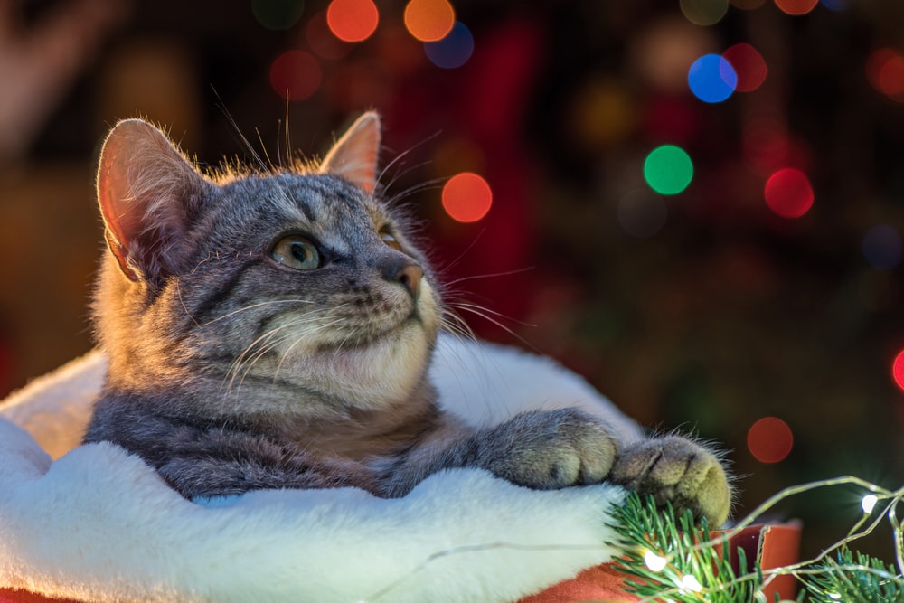 Cat excited about Christmas time