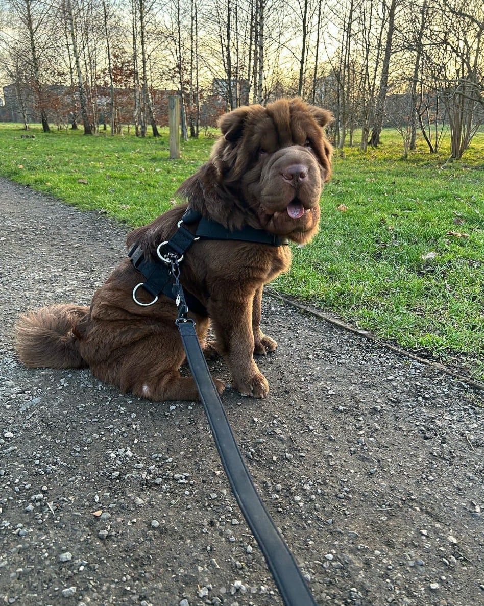 Chocolate Dilute shar pei in a park
