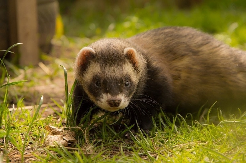 Chocolate Ferret