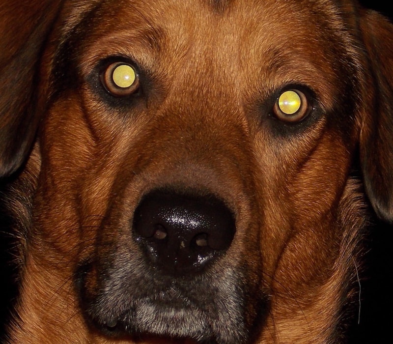 Color Of Dog s Eyes At Night