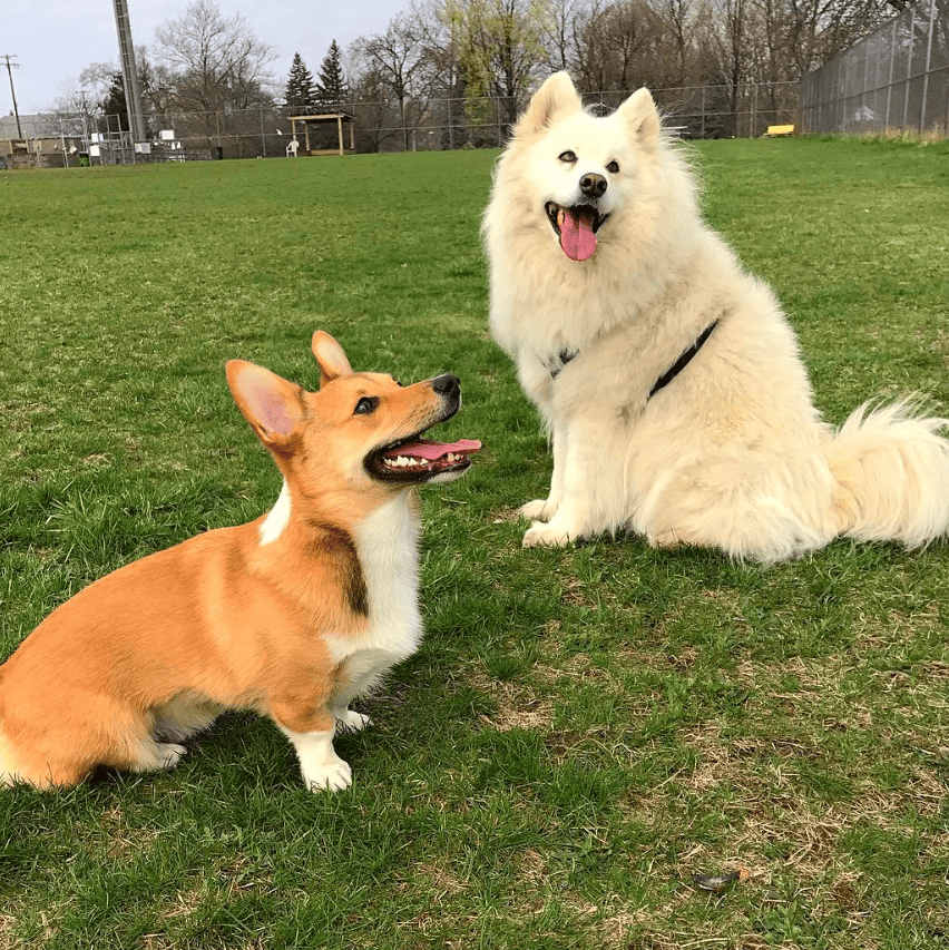 Covell Dog Park