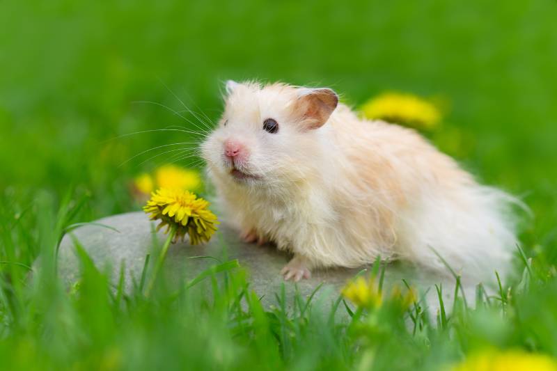 Cute Syrian hamster on a rock with dandelion infront