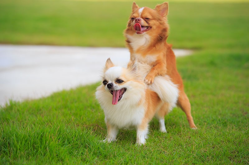 Cute chihuahua dog making love