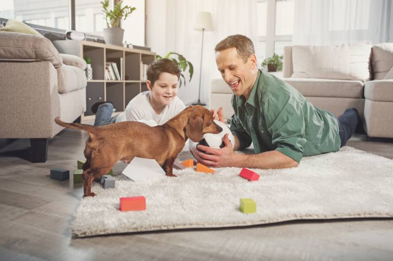 Cute dachshund dog is bringing ball in mouth for his owner