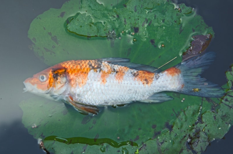 Dead carp fish in the water