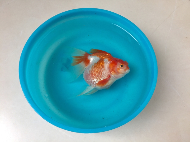 Dead goldfish in blue plastic bowl