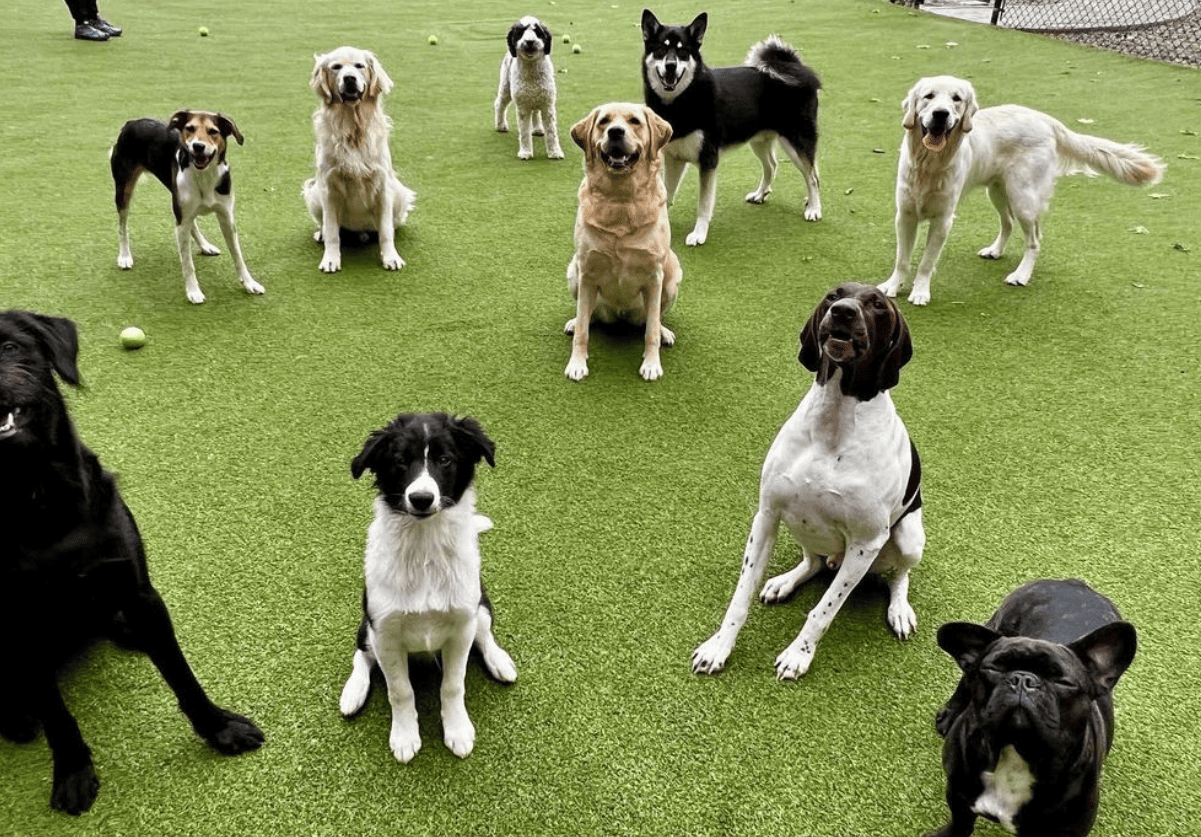 Dogs The Pack Indoor Dog Park