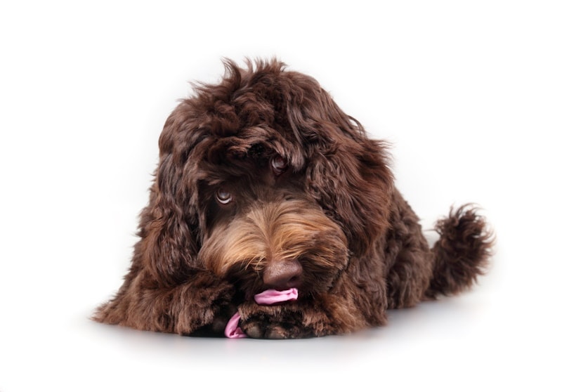 Fluffy brown dog chewing on a scrunchie