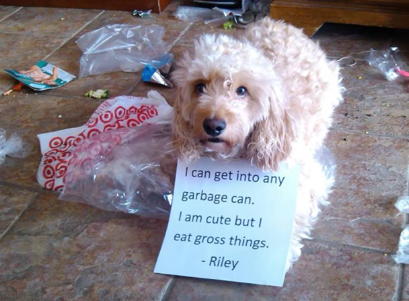 Garbage cans are just large food bowls