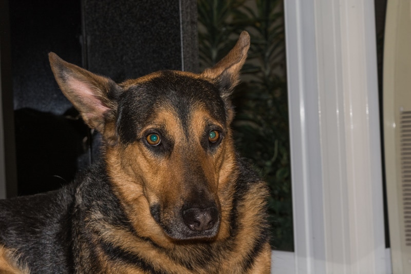 German Shepherd with glowing green eyes