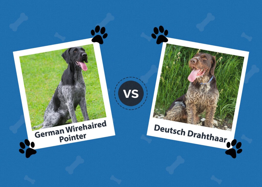 German Wirehaired Pointer vs. Deutsch Drahthaar