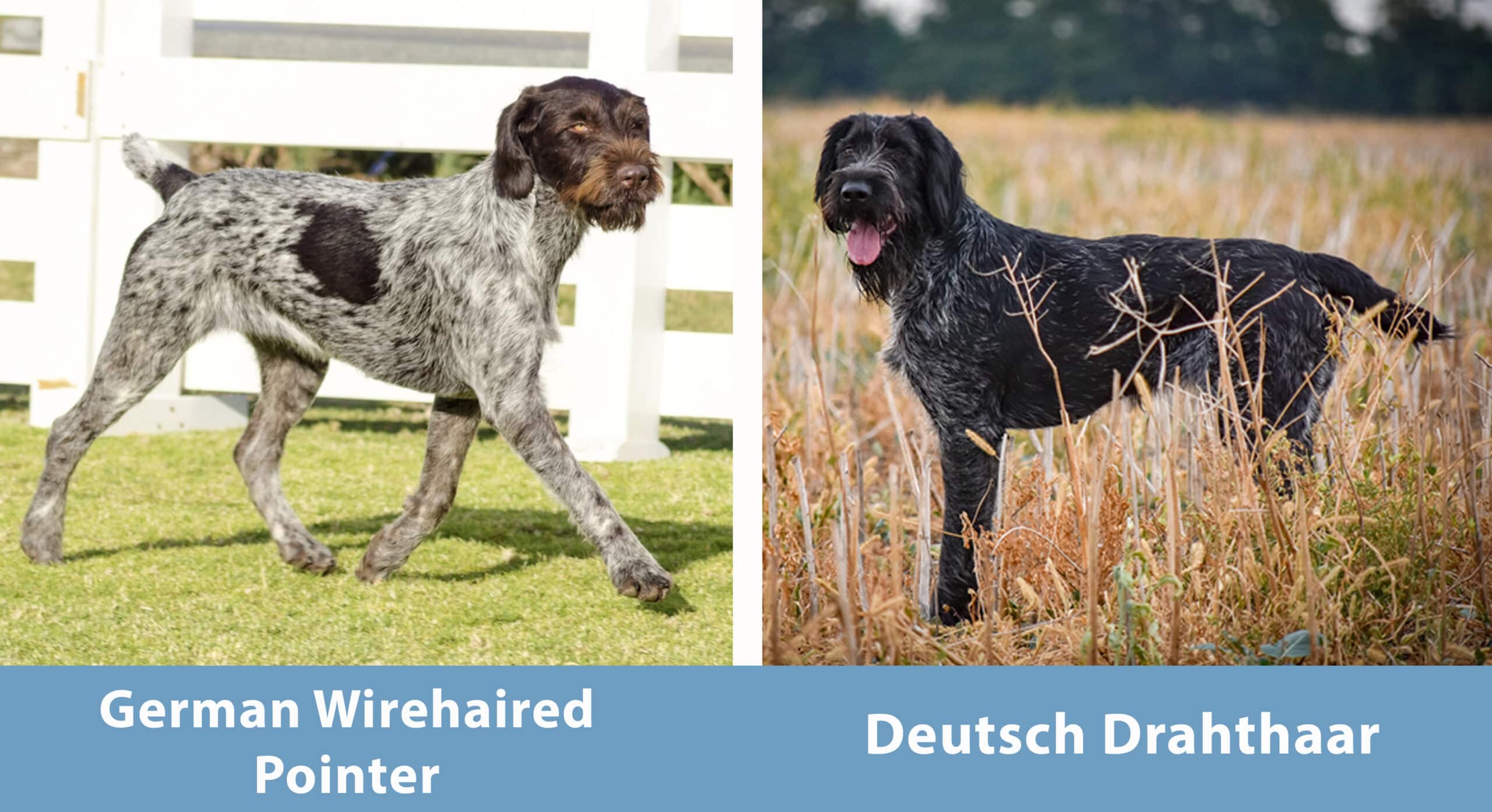 German Wirehaired Pointer vs. Deutsch Drahthaar Side By Side