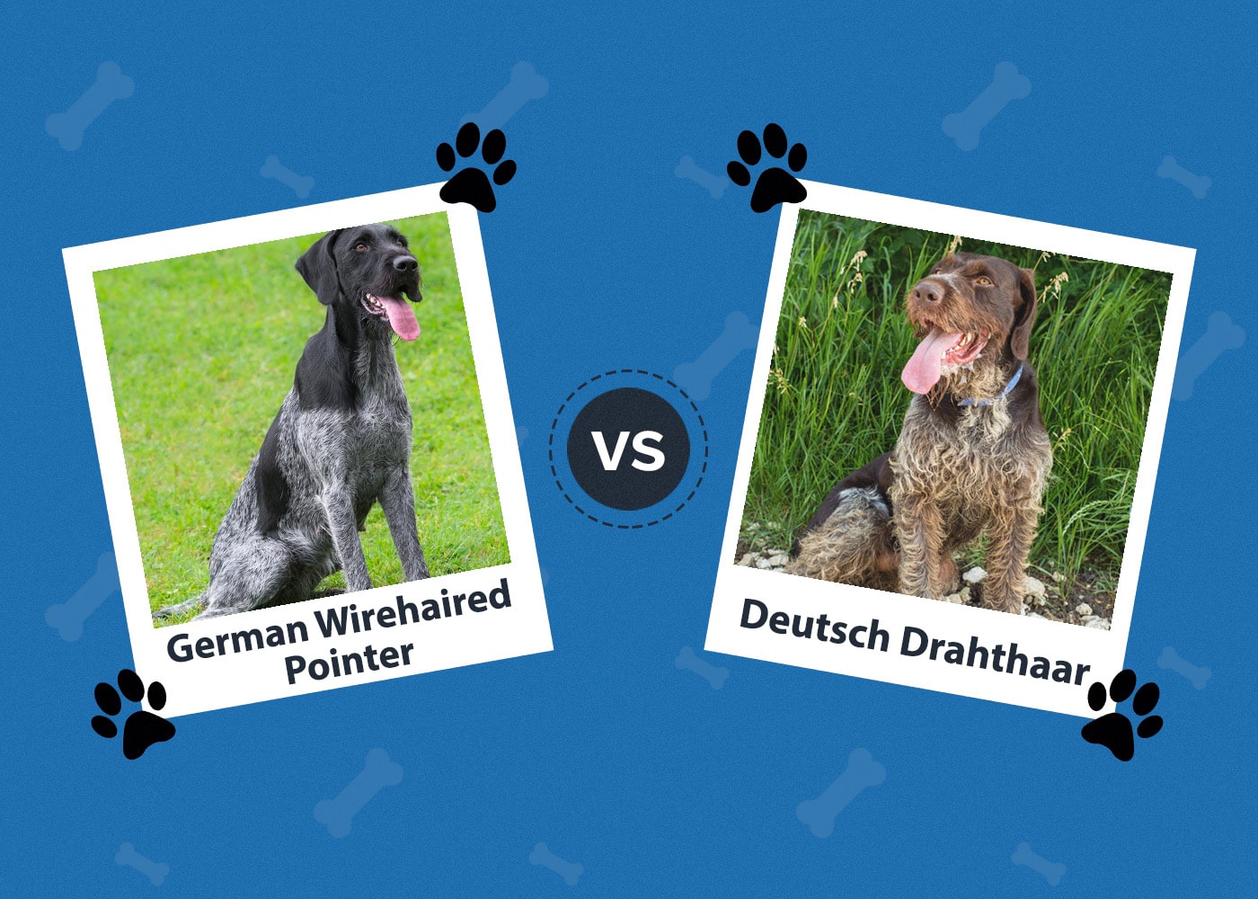 German Wirehaired Pointer vs. Deutsch Drahthaar