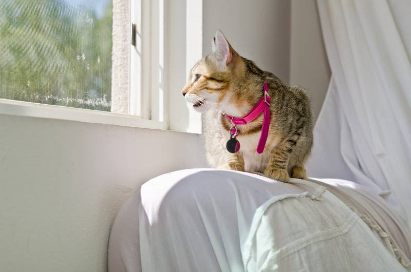 Gray Tabby Cat Chirping at Window