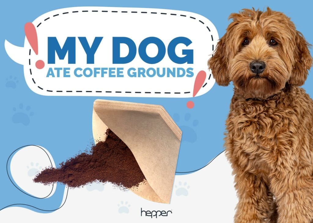 My Dog Ate Coffee Grounds