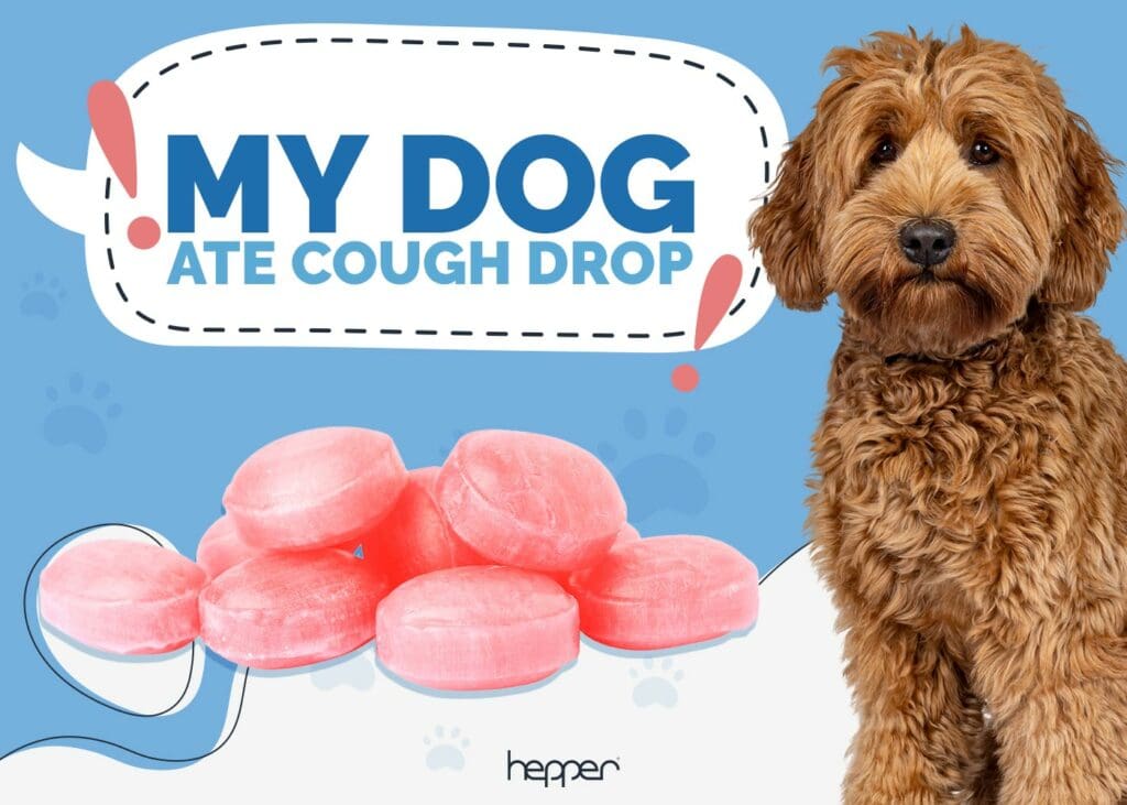 My Dog Ate a Cough Drop