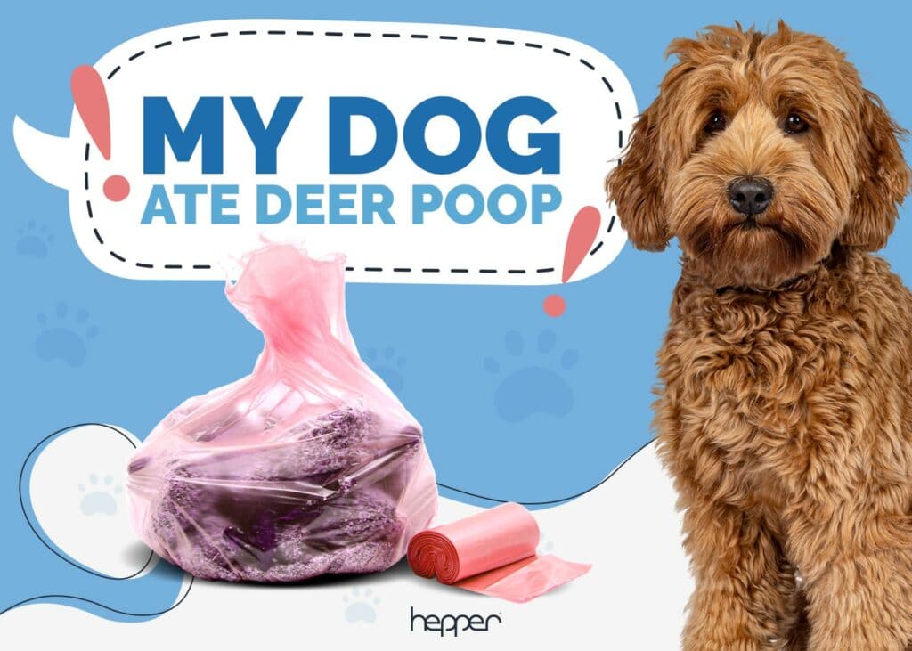 My Dog Ate Deer Poop