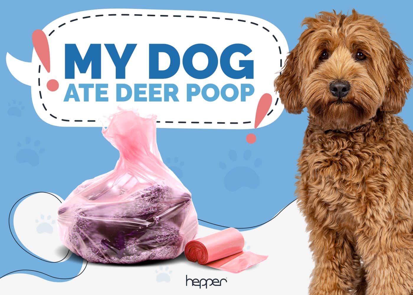 My Dog Ate Deer Poop