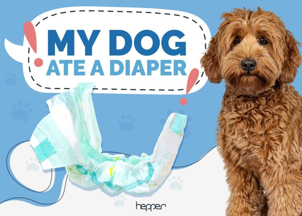 My Dog Ate a Diaper