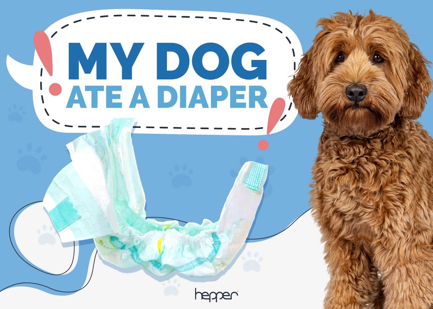 My Dog Ate a Diaper