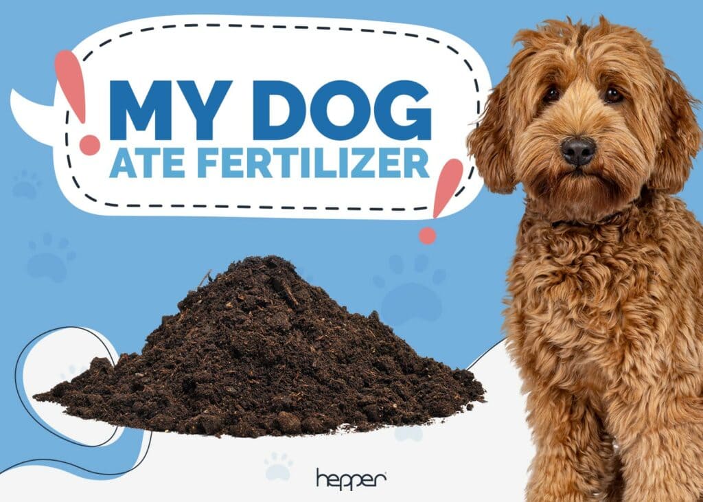 My Dog Ate Fertilizer