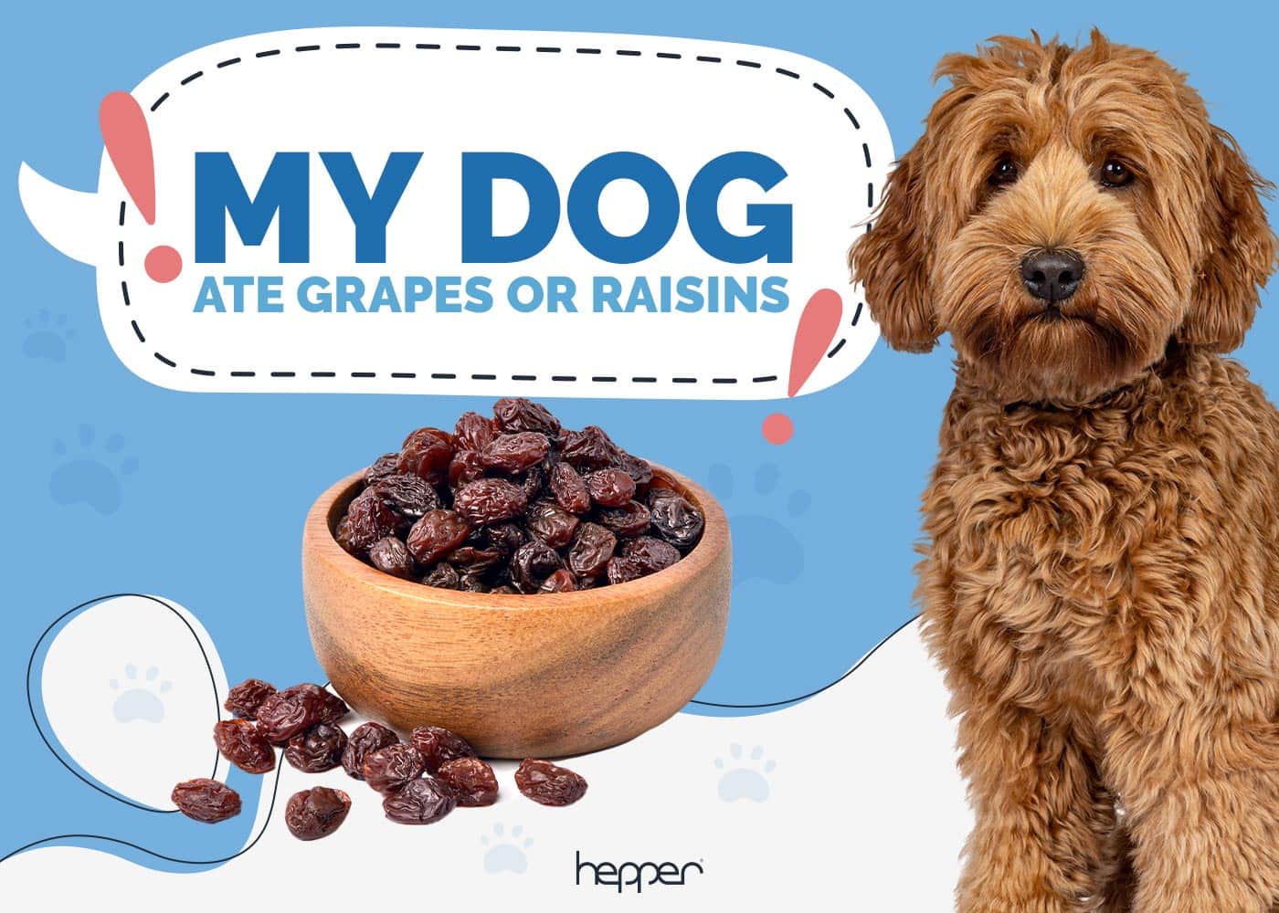 My Dog Ate Grapes or Raisins