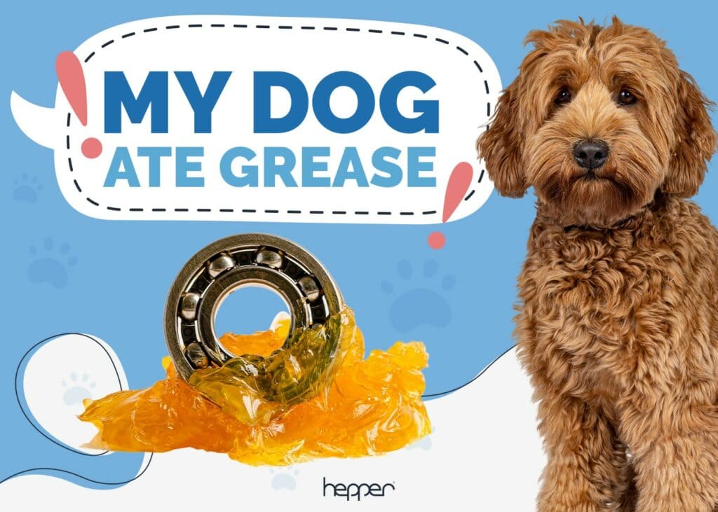 My Dog Ate Grease