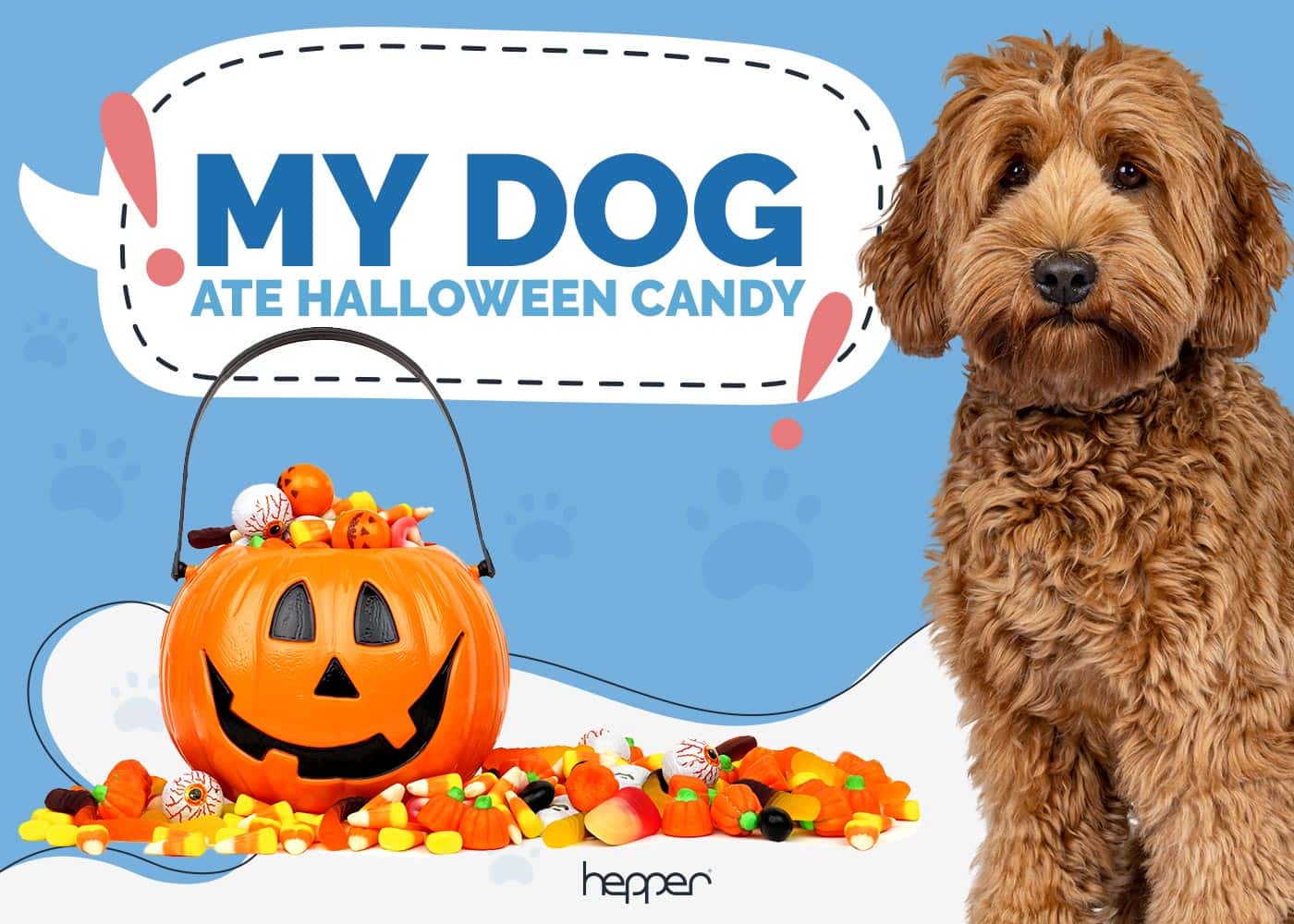 My Dog Ate Halloween Candy