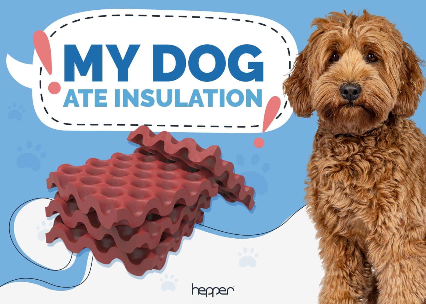 My Dog Ate Insulation