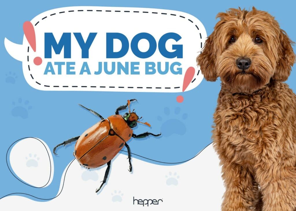 My Dog Ate a June Bug